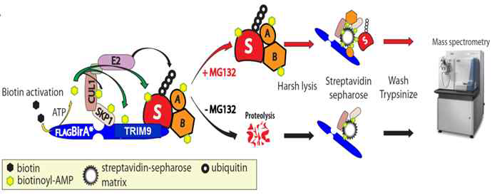 TRIM9 표적단백질 동정실험 계획도