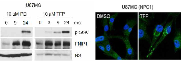PD와 TFP가 FNIP1-mTORC1에 미치는 영향