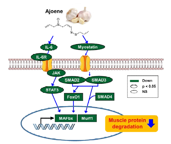 Effects of ajoene on muscle atrophy induced by cancer cachexia