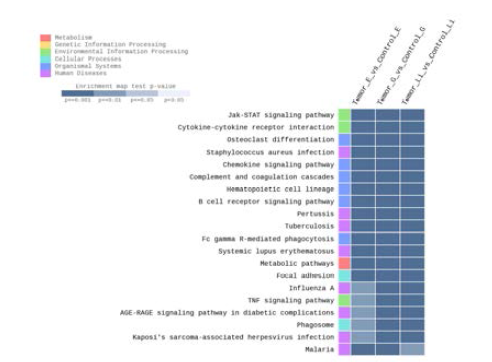 Top 20 terms in enrichment test using KEGG pathway analysis