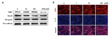 The myogenic activity of Rosmarinus officinalis extract