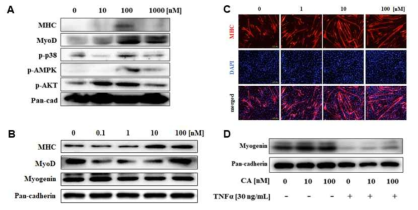 The myogenic activity of carnosic acid without muscle arophy and with TNFα-induced muscle atrophy in vitro