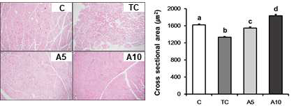 H&E staining and cross sectional area of quadriceps