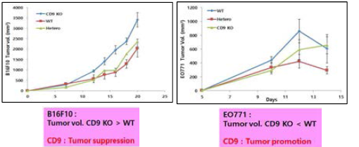 마우스 xenograft 피부암과 유방암모델에서 CD9 유전자형에 따른 암 크기 변화