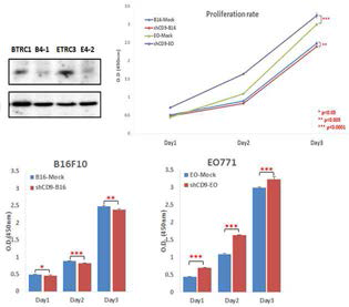 shCD9 B16F10과 shCD9 EO771 세포주에서의 CD9 발현과 proliferation 확인