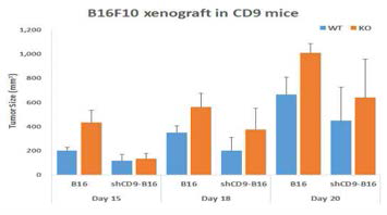 CD9 마우스를 이용한 shCD9 B16F10 흑색종 암의 성장 변화