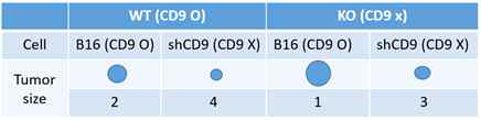 CD9 마우스를 이용한 shCD9 B16F10 흑색종 암의 크기 비교