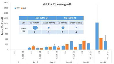CD9 마우스를 이용한 shCD9 EO771 유방암의 성장 및 크키 변화
