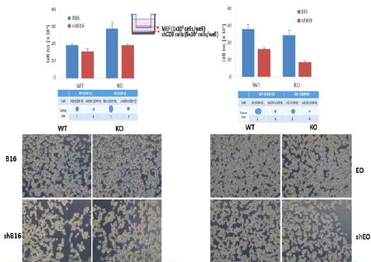 shCD9 B16F10과 shCD9 EO771 세포주와 CD9 MEF에서의 co-culture proliferation 확인