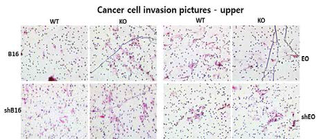 CD9-MEF로 shCD9-B16과 shCD9-EO 세포의 invasion 확인