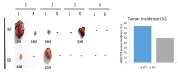 CD9 마우스를 이용한 shCD9 EO771 유방암의 크기 및 발생률 (%)