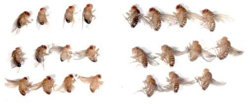 Ubiquitous expressions of mfat-1 (males and females in the top line) showed no noticeable phenotype in development to adults, except 2-3 days-delayed larval growth. Flies with the UAS-mfat-1 only or Act-GAL4 only were shown in the middle or in the bottom line, respectively. Life spans were also similar between ubiquitous mfat-1 expressions and the control flies