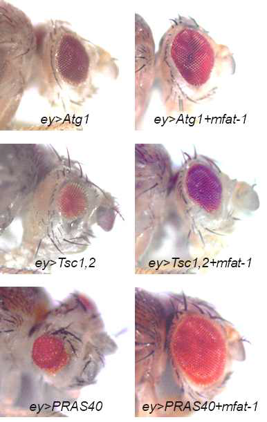 Phenotypic modifications of delayed growth by autophagic cell death or inhibited TOR signaling by mfat-1 expressions. (Top) mfat-1 expression inhibited conditional auphagic phenotypes with Atg1 expression in eye development. (Middle, Bottom) Futhermore mfat-1 expressions showed distinct epistatic interactions with several TOR signaling components