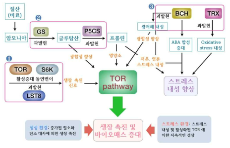 TOR 신호전달계 및 복합적 대사경로 조절을 통한 생장촉진 및 바이오매스 증대 전략 모식도