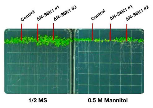 ΔN-S6K1 형질전환체 표현형: 정상조건에서는 생육이 증대되나 스트레스 조건에서는 두 line이 서로 상반된 표현형을 나타냄