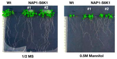 NAP1-S6K1 융합 단백질을 발현하는 형질전환체 식물들은 스트레스에 내성을 보임