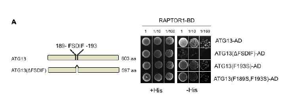 ATG13의 TOS motif를 통한 Raptor 단백질과의 결합을 Yeast-two-hybrid assay에 의해 확인함