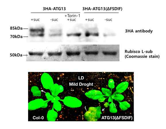 ATG13 돌연변이(ΔFSDIF)는 TOR에 의한 인산화가 이루어지지 않으며(위 그림) 돌연변이를 발현하는 형질전환 식물은 스트레스에 훨씬 더 민감함