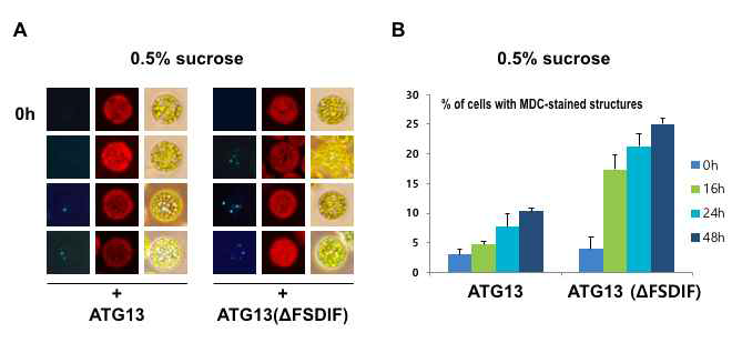 TOS motif가 제거된 ATG13 돌연변이(ΔFSDIF)는 autophagy를 가속화시킴