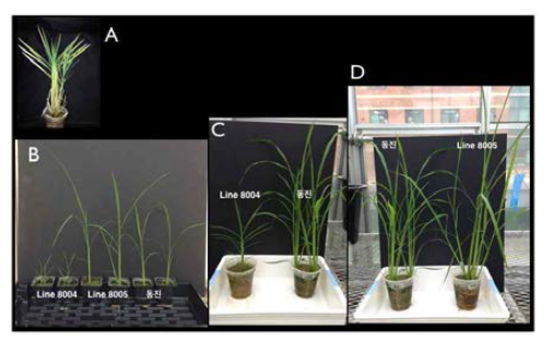 동일한 LST8 유전자를 과발현하는 형질전환 벼의 두 대조적 표현형. 한 라인은(line 8004) miniature 표현형을 가지고 매우 일찍 영양 생장 주기를 마치고, 또 다른 라인(line 8005)은 거대 표현형을 나타냄. A, line 8004의 miniature 표현형. B-D, 야생형 동진벼와 두 형질전환 벼의 크기 비교