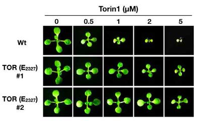 TOR 점 돌연변이 (E2327K)를 발현하는 형질전환 식물들은 TOR inhibitor에 대한 저항성을 보임