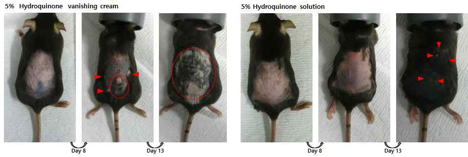 백반증 마우스 모델 확립 실험. 크림과 수용액 형태의 5% hydroquinone을 도포하며 관찰함