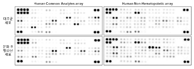 분화 전후 세포 용해물을 이용한 단백질 array 시행 결과