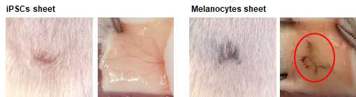 NOD scid 마우스 박피 부위에 세포시트 이식 5주 경과 모습. (左) 유도만능 줄기세포시트, (右) 멜라닌 세포시트