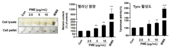 B16F10 세포주에 하수오 추출물 처리 효과. 추출물 처리 시 세포 용해물과 세포덩어리가 검게 변하고, 멜라닌 함량과 tyrosinase 활성이 증가함