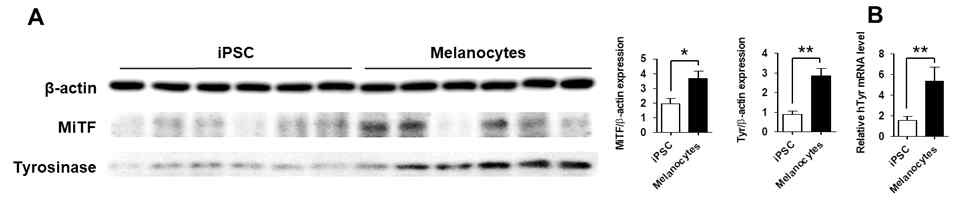 세포 이식 부위 피부 조직의 멜라닌 세포 마커 발현 양상. NODscid 마우스 피하에 세포 이식 4주 경과 후 이식편에서 MiTF, tyrosinase의 단백질 (A)과 mRNA (B) 발현을 비교함