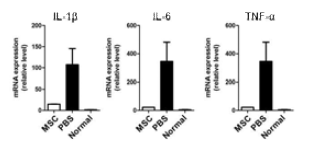 중간엽 줄기세포의 항염증 효과