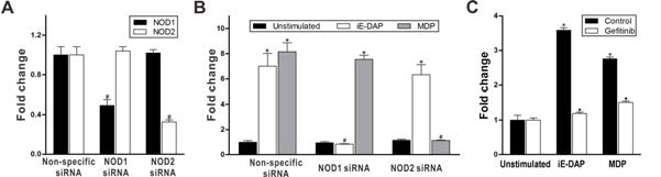 NOD knockdown에 의한 NOD(A), OmPGRP-L1(B)의 발현양상과 RIP2 inhibitor에 의한 OmPGRP-L1의 발현양상(C)