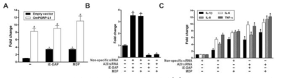 OmPGRP-L1과발현에 의한 A20 발현양상(A)과 A20 knockdown에 의한 A20(B), proinflammatory cytokine(C)의 발현양상