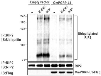 OmPGRP-L1 과발현에 의한 RIP2의 ubiquitination 양상