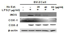 어성초 분획물에 의한 iNOS, COX-1 및 COX-2 단백질의 발현양상