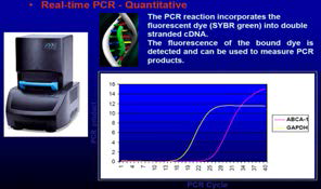 Real-time PCR - Quantitative