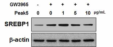 분획 정제물의 SREBP1 단백질의 발현양상