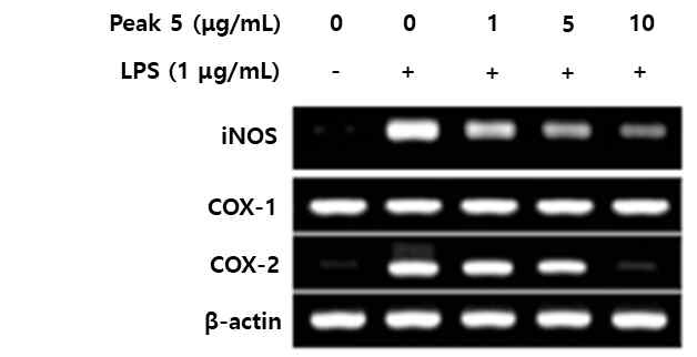 분획 정제물의 iNOS, COX-1 및 COX-2 유전자 발현양상