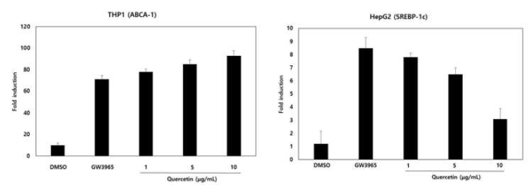 어성초 활성성분 (Quercetin)의 ABCA1과 SREBP-1c 유전자 활성 스크리닝