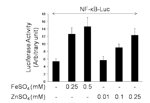 중금속에 의한 NF-κB 전사 활성 증가