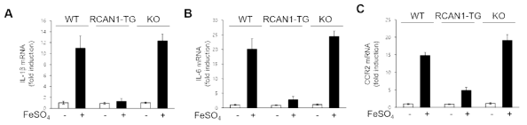 RCAN1 발현량에 따른 BMDM의 염증성 사이토카인과 chemokine 발현 차이