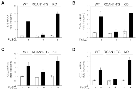 RCAN1 발현량에 따른 primary lung fibroblast의 염증성 사이토카인과 chemokine 발현 차이