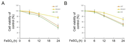 RCAN1 발현량에 따른 BMDM(A)과 primary lung fibroblast(B)의 세포 생존율 변화