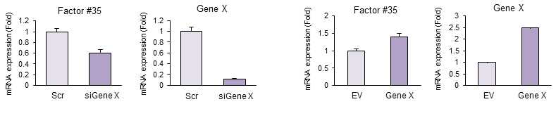 항암제 내성 관련 마커인 gene X와 factor #35의 발현과의 관련성