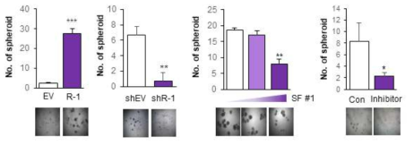 Soluble factor 및 그 수용체 변화에 따른 암줄기세포 줄기능 변화