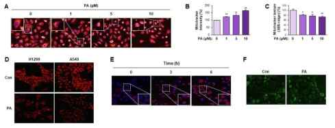 PA의 미토콘드리아 기능 억제 효과. (A-C) PA에 의한 미토콘드리아의 수 및 모양 변화. (D) PA의 미토콘드리아 기능 억제 효과 (E) PA의 미토콘드리아 ROS 유도 효과 (F) PA에 의한 glucose uptake 변화