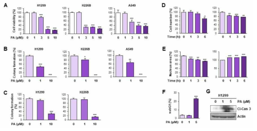 PA의 암세포 성장 억제 및 apoptosis 유도 효과. (A) PA의 암세포 생존 억제 효과 (B, C) PA의 colony 형성 억제 효과 (B: anchorage-dependent; C: anchorage-independent) (D, E) PA의 cell shrinkage및 chromatin condensation 증가 작용 (F, G) PA의 apoptosis 유도 작용