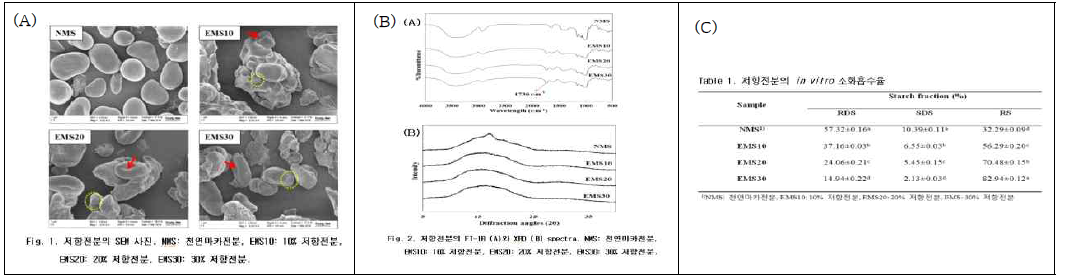 마카뿌리 저항전분의 SEM사진(A), FT-IR 및 XRD분석(B), 저항전분의 소화흡수율(C)