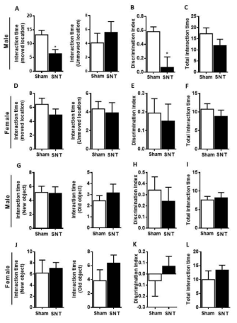 새로운 물체 위치 테스트로 측정 된 인지 결손은 수컷에서 관찰되었음. (A 및 D) 수컷 (A) 및 암컷 (H) 마우스에서 친숙한 위치 물체 또는 변위 된 물체의 탐색에 소요 된 상호 작용 시간 (초). (B와E) 차별 지수는 (이동 된 위치-익숙한 위치) / (이동 된 위치 + 익숙한 위치)로 정의되었음. (C 및 F) 친숙한 위치 객체와 변위 된 객체를 탐색하는 데 소요 된 총 상호 작용 시간임. (G와 J) 테스트 단계에서 익숙하고 새로운 물체를 탐색하는 데 소요 된 시간. (H와 K) 차별 지수는 (새로운 객체-익숙한 객체) / (새로운 객체 + 익숙한 객체)로 정의되었다. (I 및 L) 친숙한 물체와 새로운 물체 (Sec)를 탐색하는 데 소요 된 총 상호 작용 시간임. 데이터는 평균 ± S.E.M.로 나타내며, 수컷 : 정상군의 경우 n = 12, SNT의 경우 n = 12; 암컷 : 정상군의 경우 n = 12, SNT의 경우 n = 12. 가짜 그룹에 비해 * P <0.05, ** P<0.01, *** P <0.001
