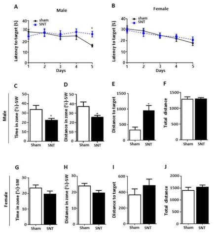 SNT는 수컷 마우스에서 공간 학습 기억력을 손상 시켰지만 암컷 마우스에서는 그렇지 않았음. (A 및 B) 암컷 마우스 (B)가 아닌 SNT- 손상 수컷 마우스 (A)는 가짜 그룹에 비해 숨겨진 플랫폼으로 탈 출하는데 더 많은 시간이 필요했다. (C-F 및 G-J) Morris water maze probe 시험에서 가짜 및 SNT- 손 상 수컷 (C-F) 및 암컷 (G-J) 마우스의 성능. 목표 사분면에서의 소요 시간 및 수영 거리가 기록되었다. 프로브 테스트에서 Sham 그룹과 SNT 그룹의 총 거리는 다르지 않았습니다. 데이터는 평균 ± S.E.M.로 나타내며, 수컷 : 모의 경우 n = 12, SNT의 경우 n = 12; 암컷 : 가짜의 경우 n = 12, SNT의 경우 n = 12. 가짜 그룹에 비해 * P <0.05, ** P <0.01, *** P <0.001